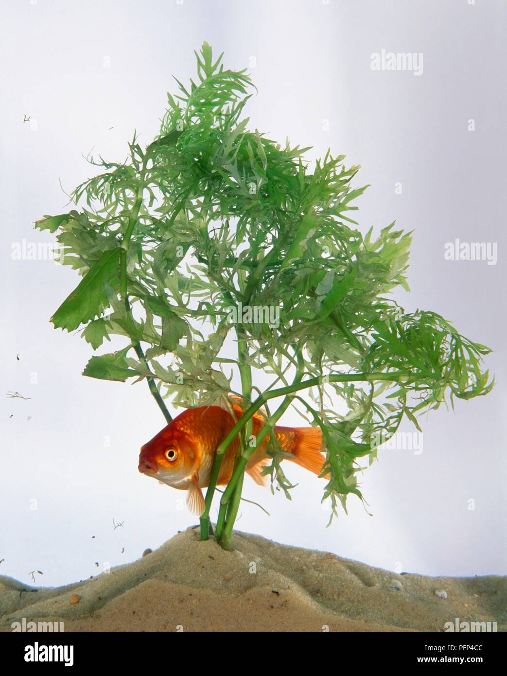 Goldfish (Carassius auratus auratus) swimming through stems of aquatic plant in fish tank Stock Photo
