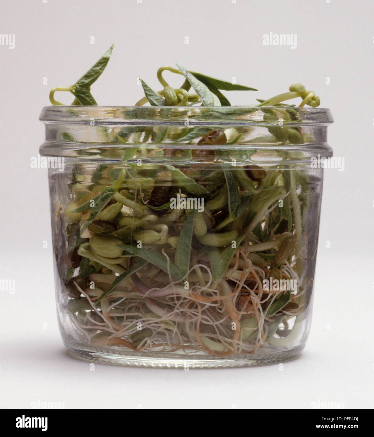 Bean seeds sprouting in glass jar Stock Photo Alamy