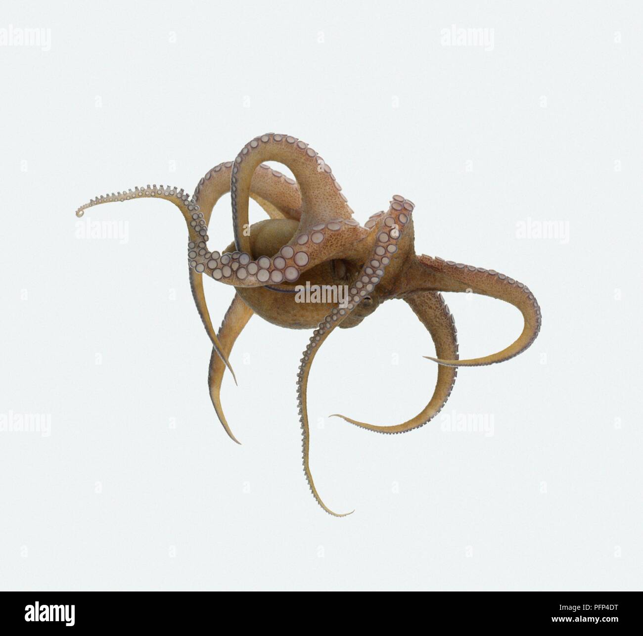 Common octopus (Octopus vulgaris Stock Photo Alamy