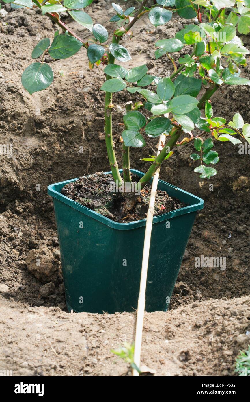 корни плетистой розы. роуз гарден плетистая. черенок розы флорибунда. штамбовые розы плетистые. стручковая фасоль куст.