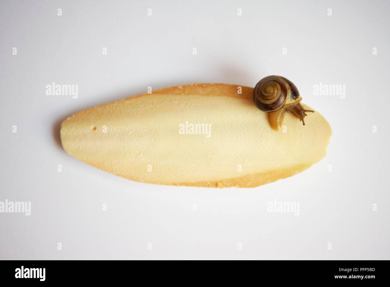 Banded snail (Cepea sp.) on cuttlefish bone, a source of calcium Stock Photo
