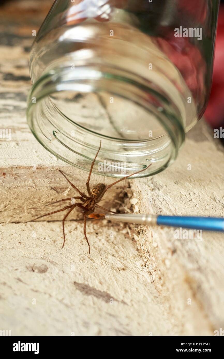 Catching a House spider (Tegenaria sp.), using tip of paintbrush to persuade it out of corner and holding glass jar above it, close-up Stock Photo