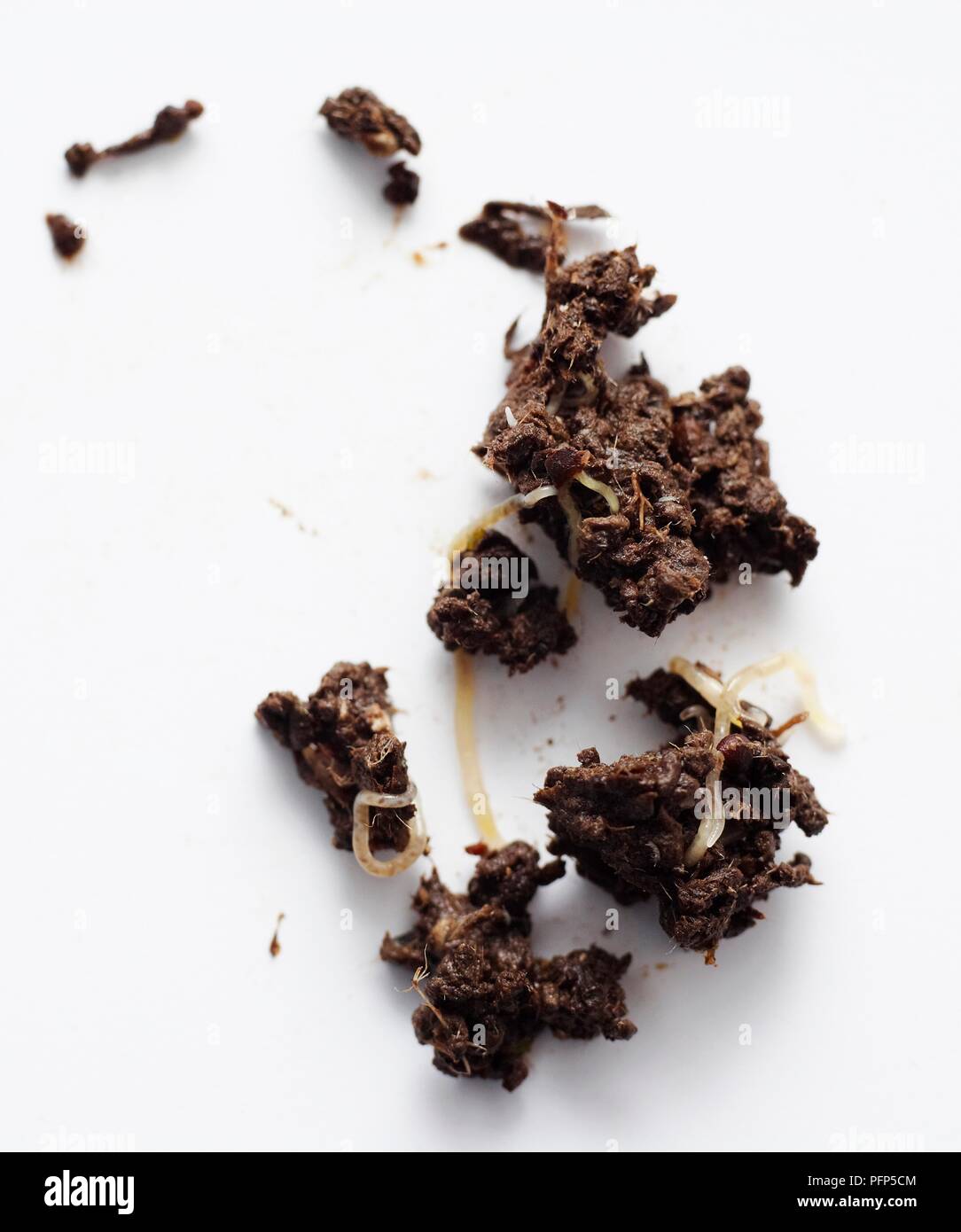 Baby worms with soil Stock Photo Alamy