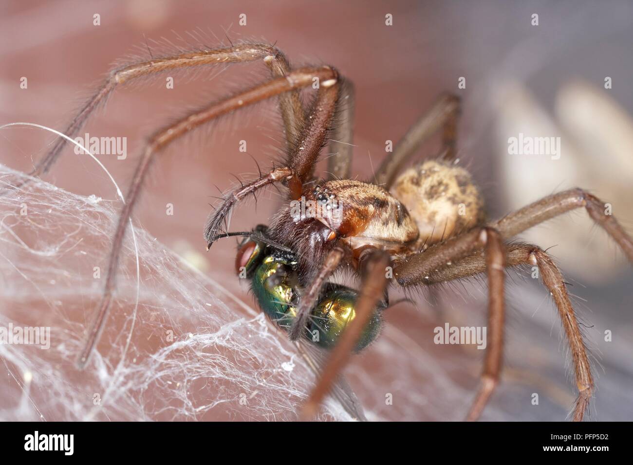 Giant house spider (Tegenaria duellica) having caught a bluebottle Stock Photo