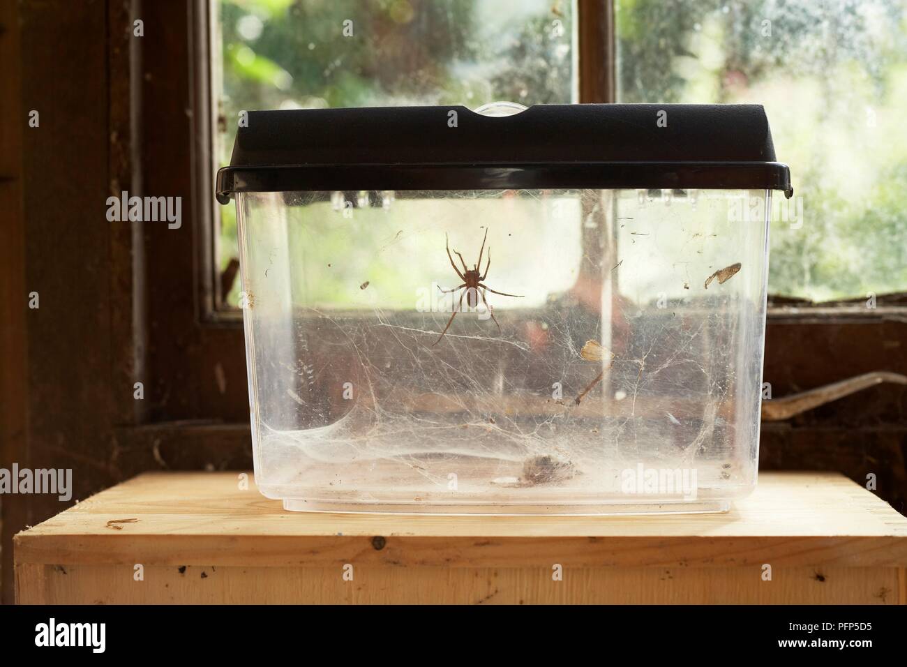 House spider (Tegenaria sp.) in see-through container Stock Photo