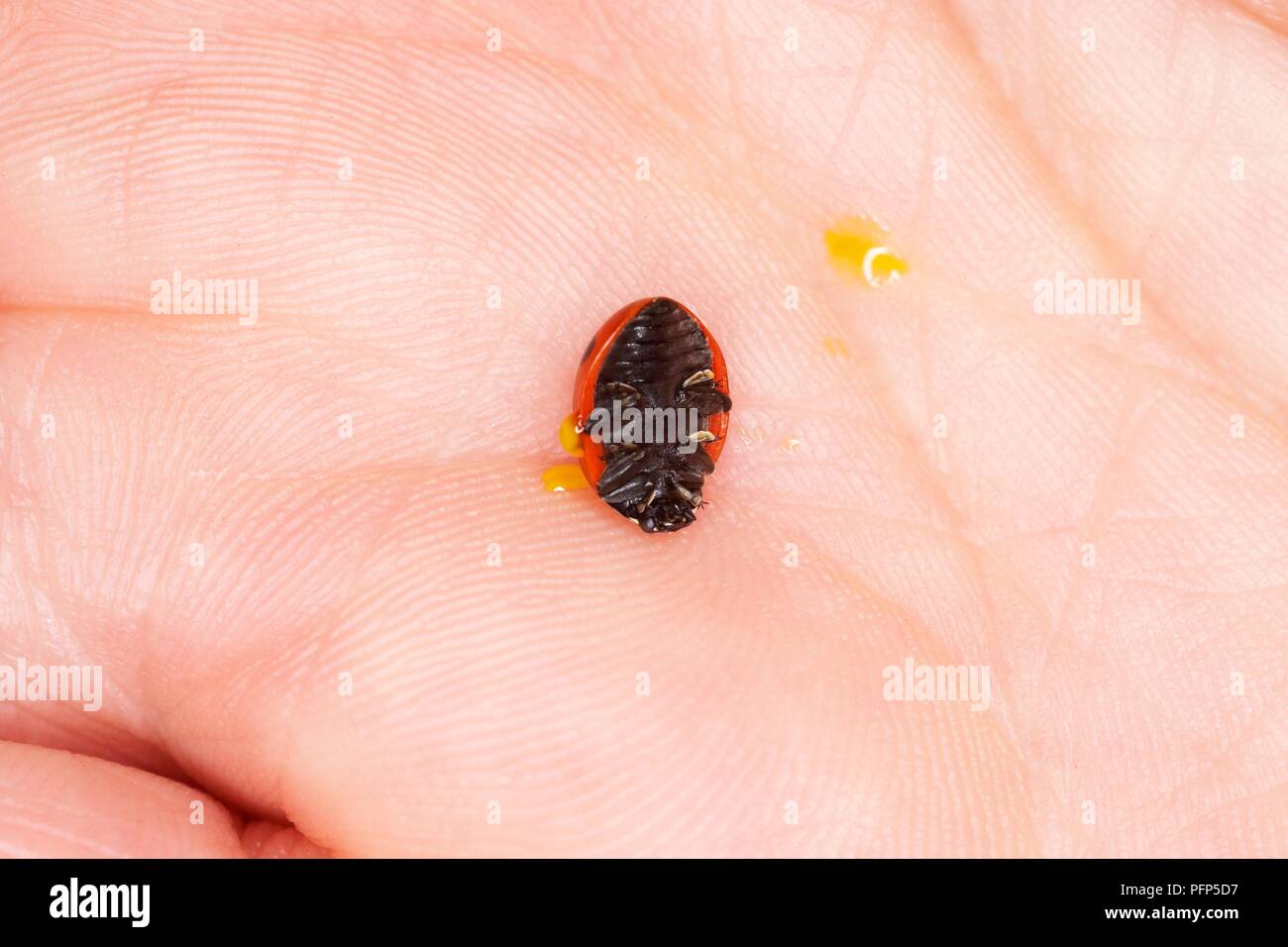 Ladybird upside down on a hand with drops of yellow liquid ooze (reflex