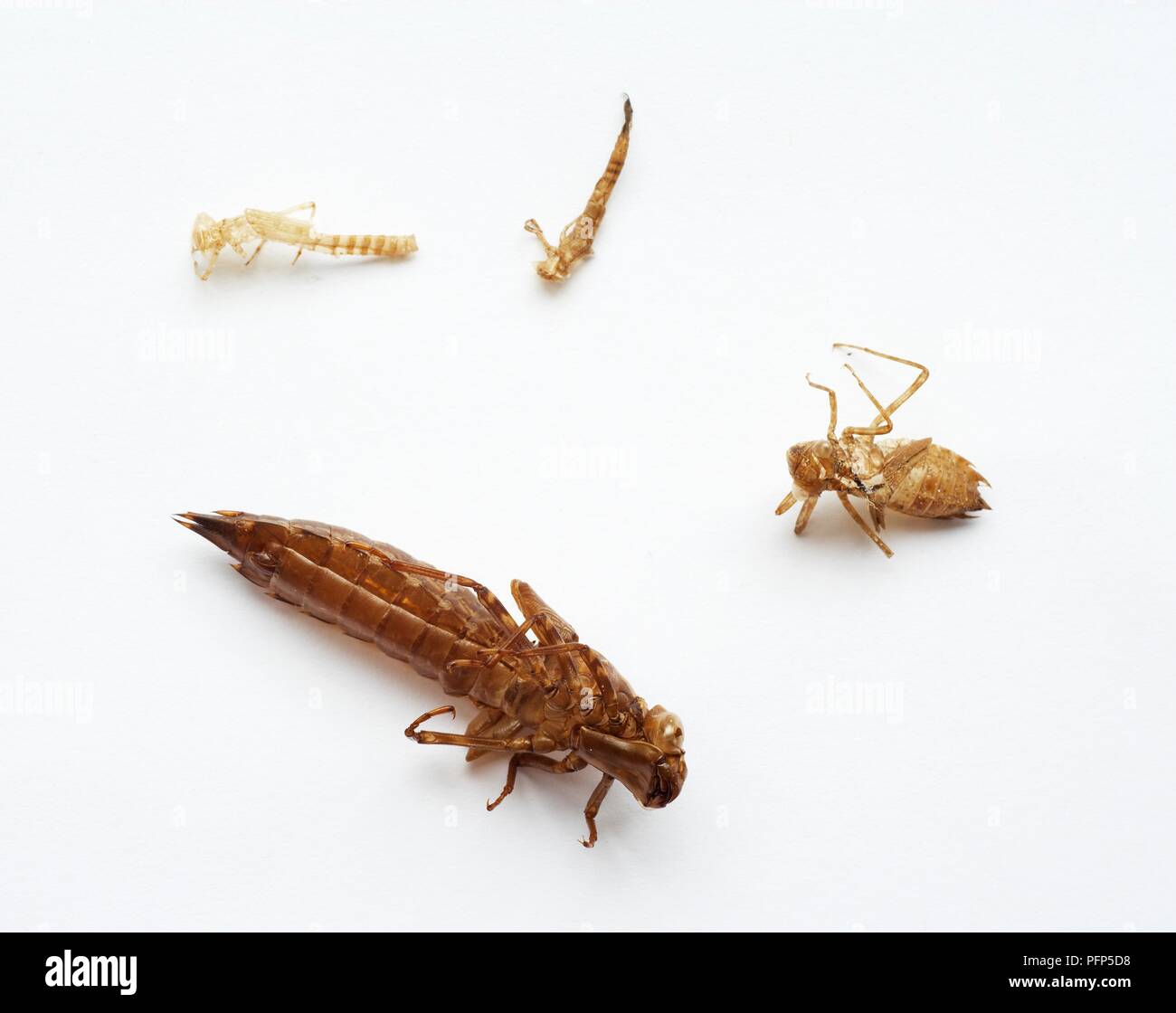 Moulted insect skins, including dragonfly and damselfly Stock Photo