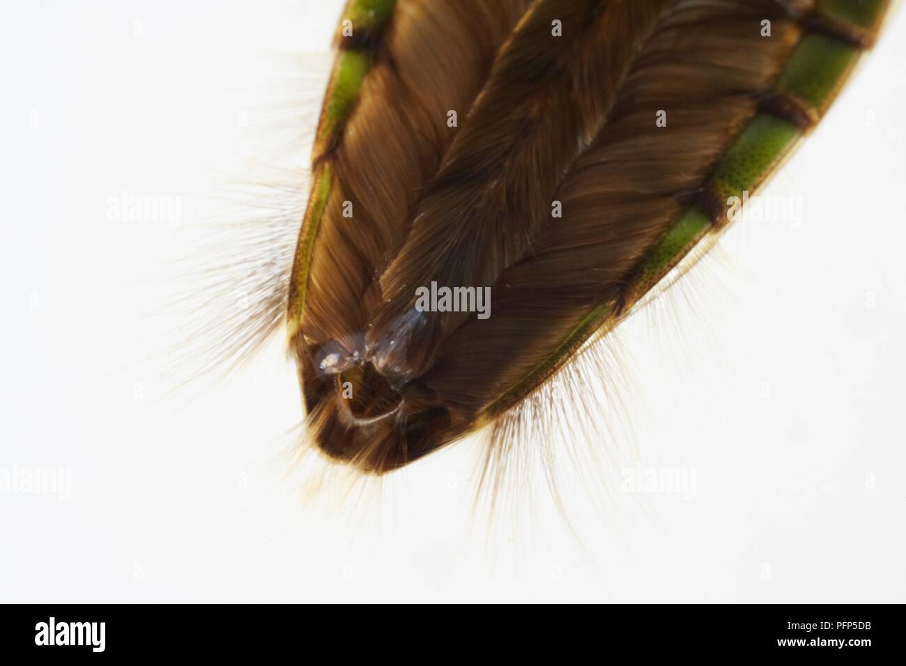 Water boatman (Notonecta glauca), water-repellant hairs covering the abdomen, close-up Stock Photo