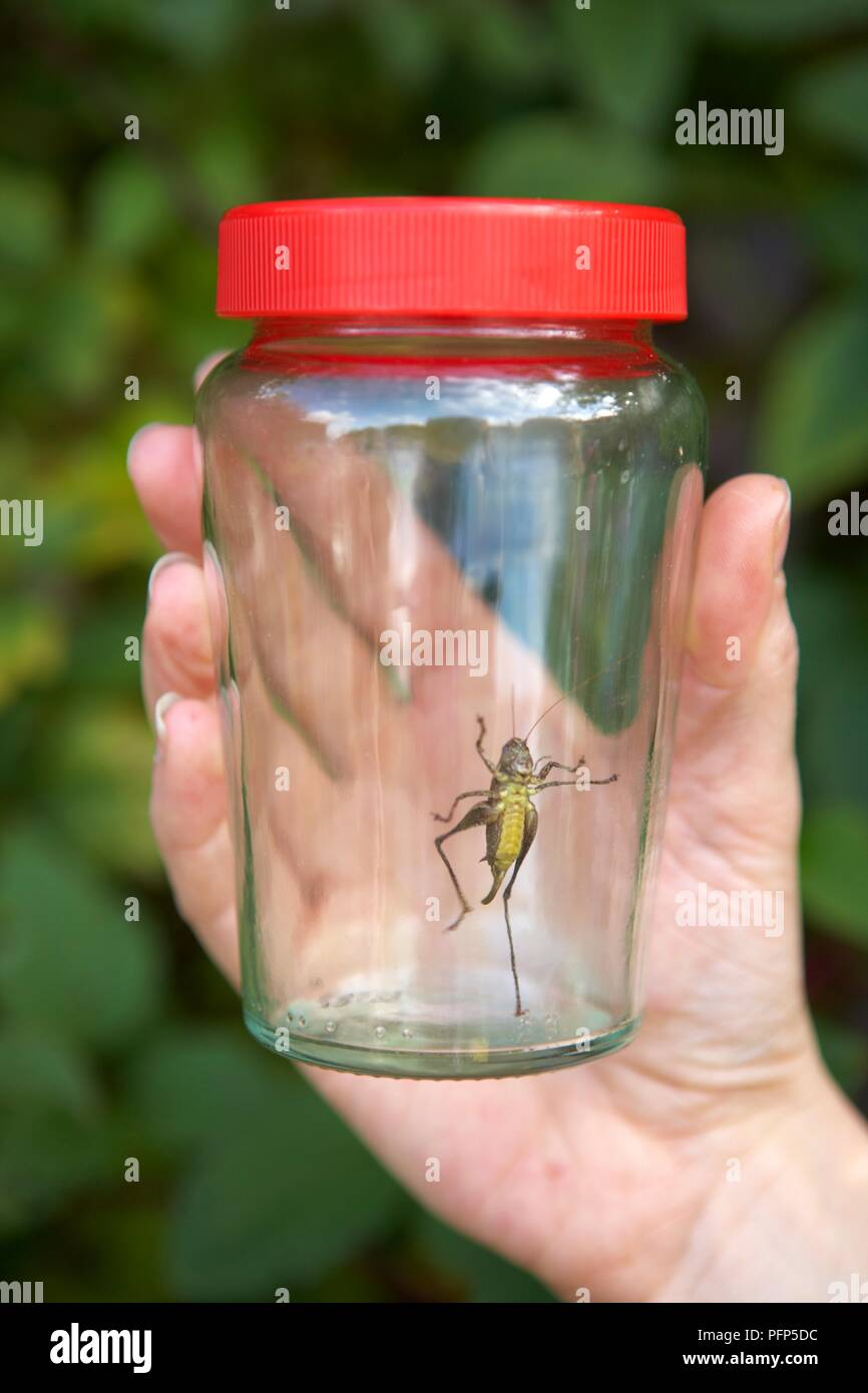 Hand holding glass jar with cricket inside Stock Photo Alamy
