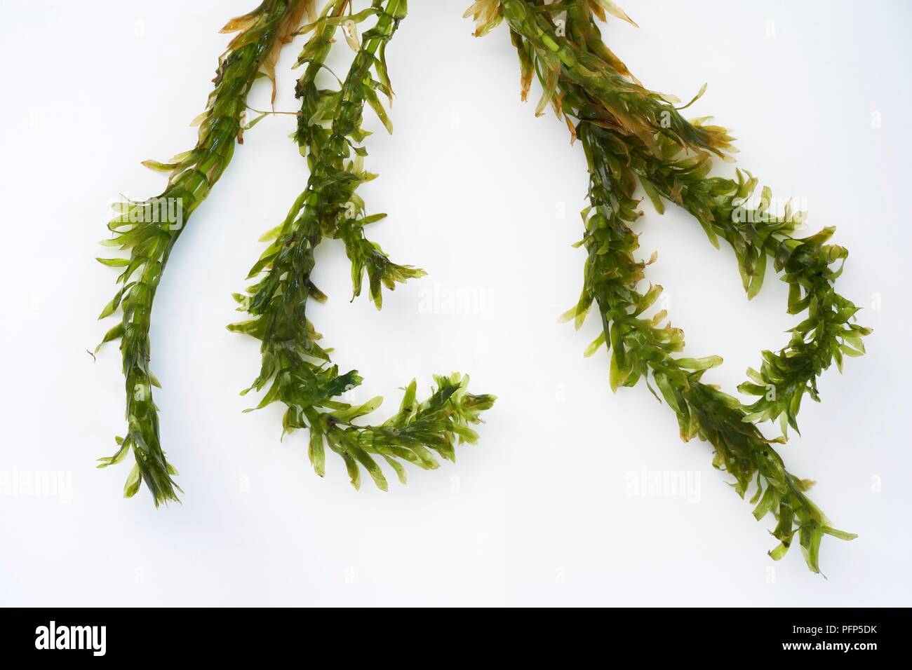 Pond weed Stock Photo