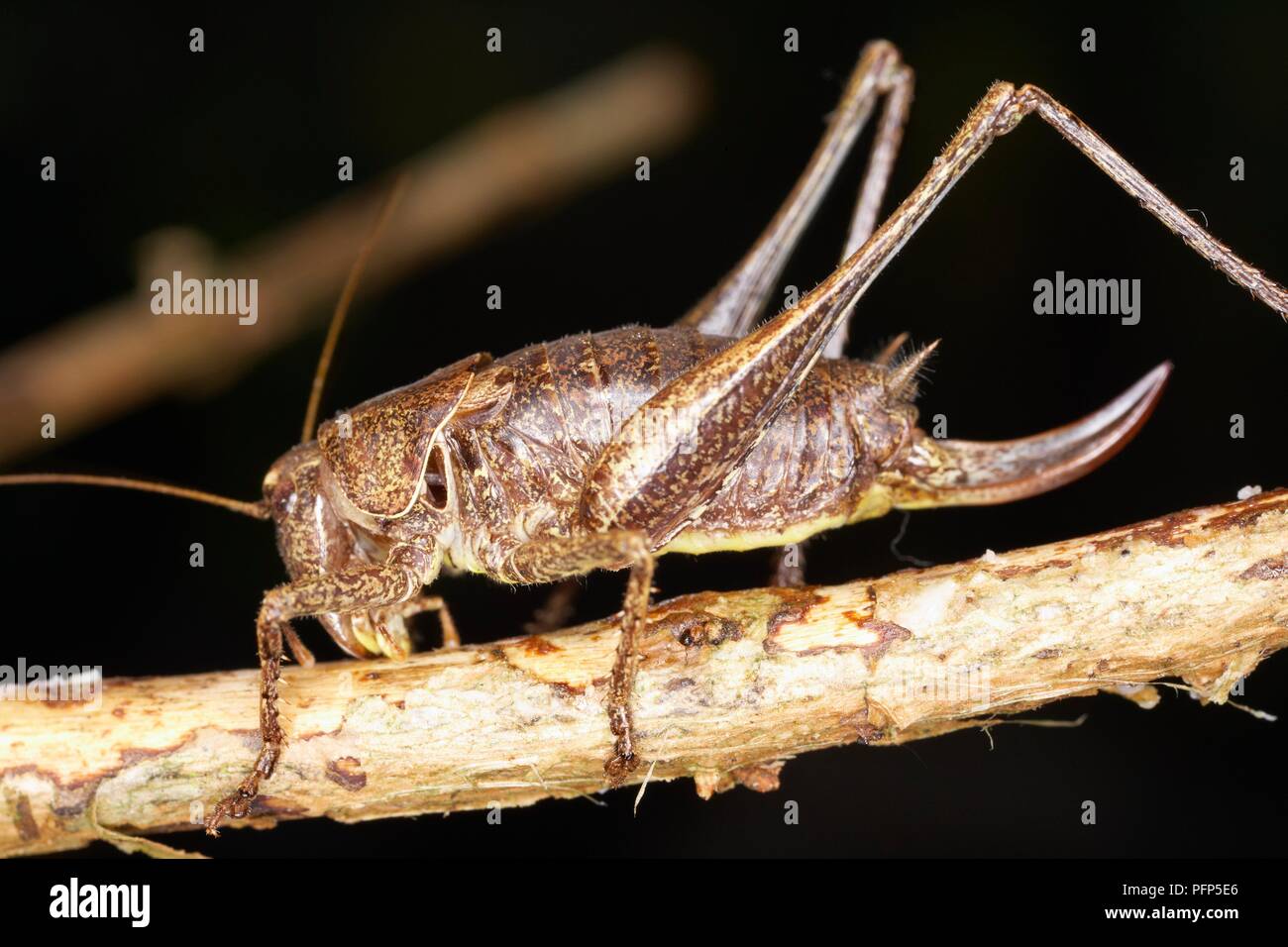 Bush cricket (Katydid) perching on branch, side view Stock Photo