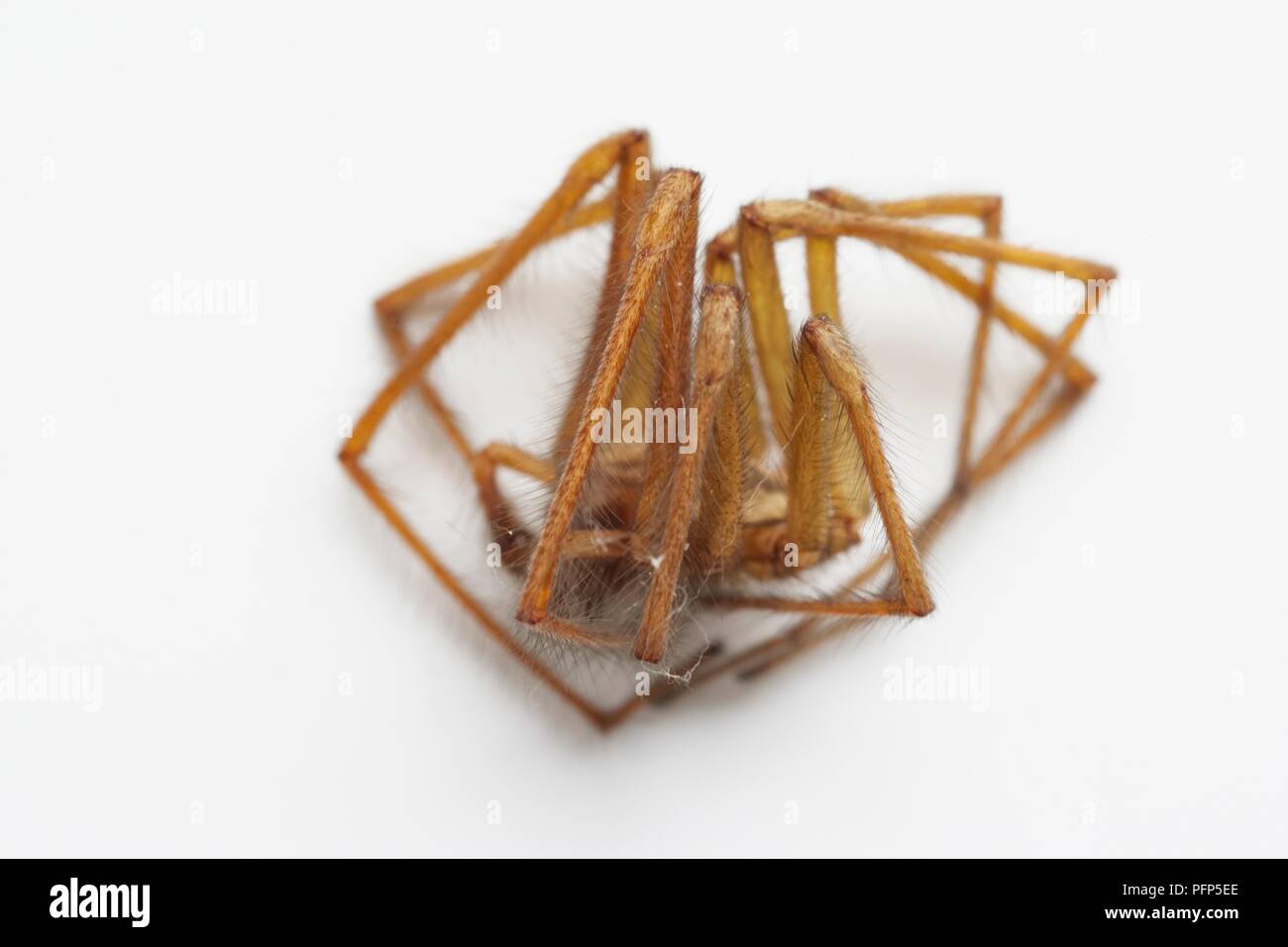 Dead spider curled up Stock Photo