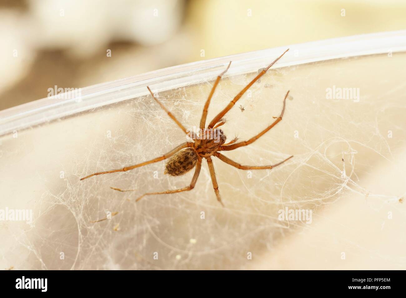 House spider (Tegenaria sp.) crawling along the edge of a plastic bowl, weaving a web Stock Photo