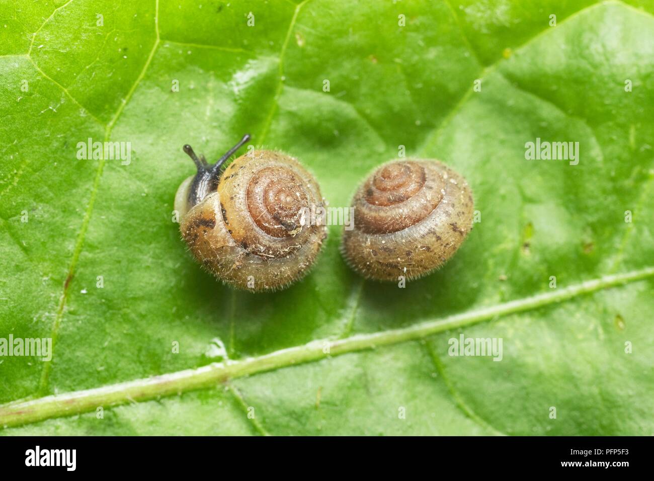 Curled leaf hi-res stock photography and images - Alamy