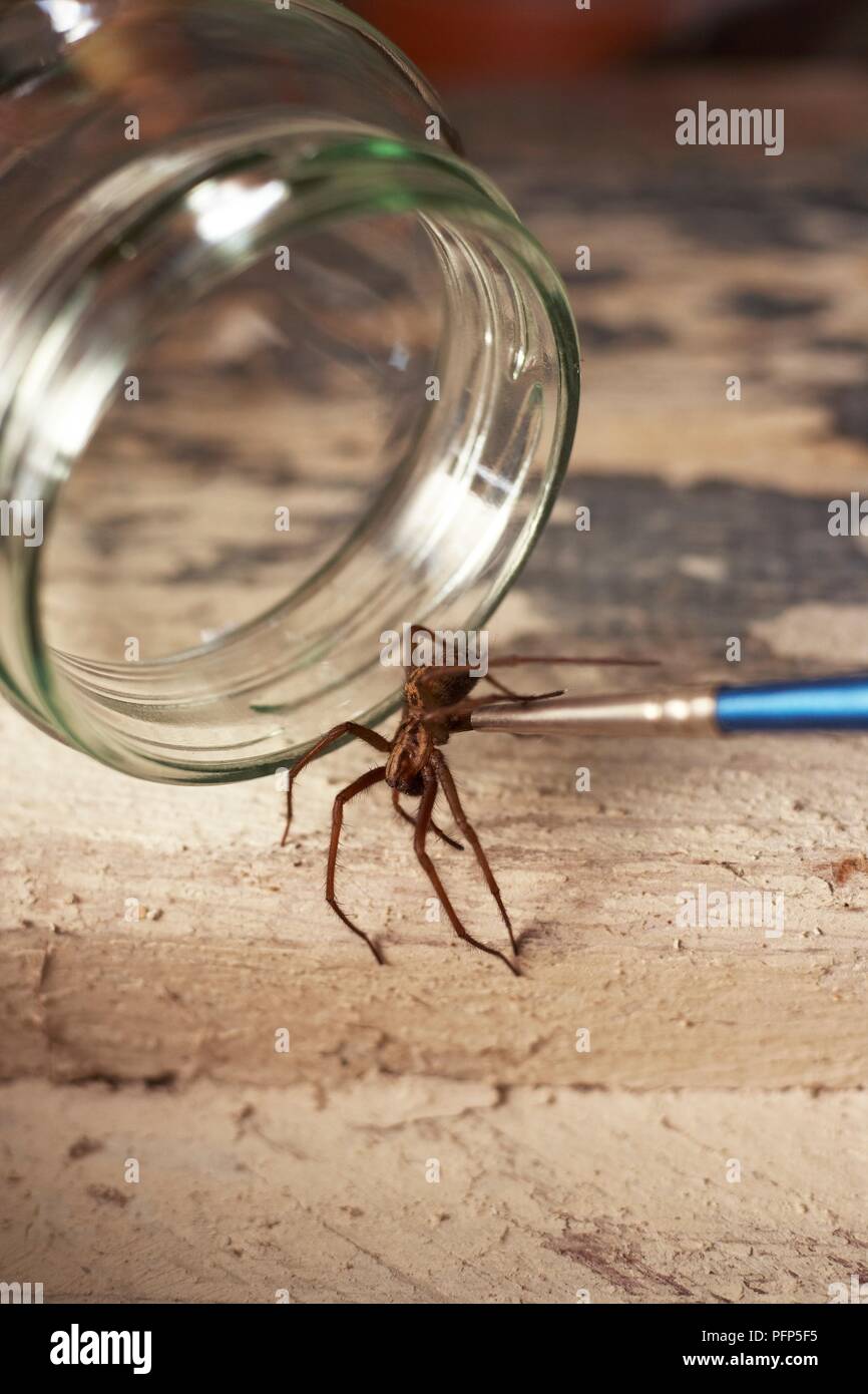 House spider (Tegenaria sp.) near upturned glass jar Stock Photo