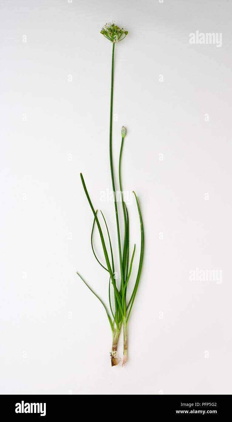 Allium tuberosum (Garlic chives) stem with leaves and flower Stock Photo