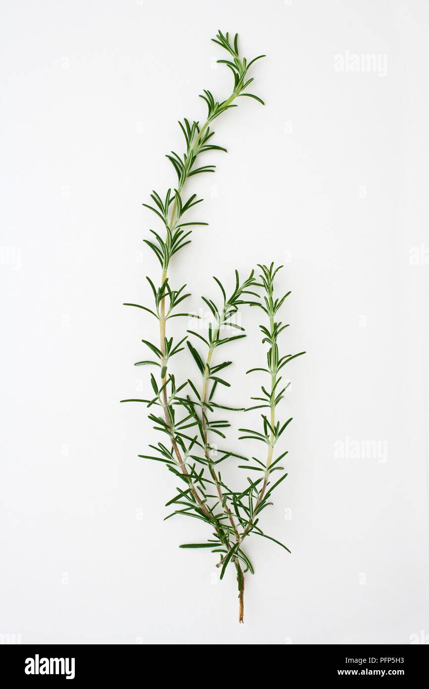 Rosmarinus officinalis 'Corsican Prostrate' (Rosemary) sprigs Stock Photo