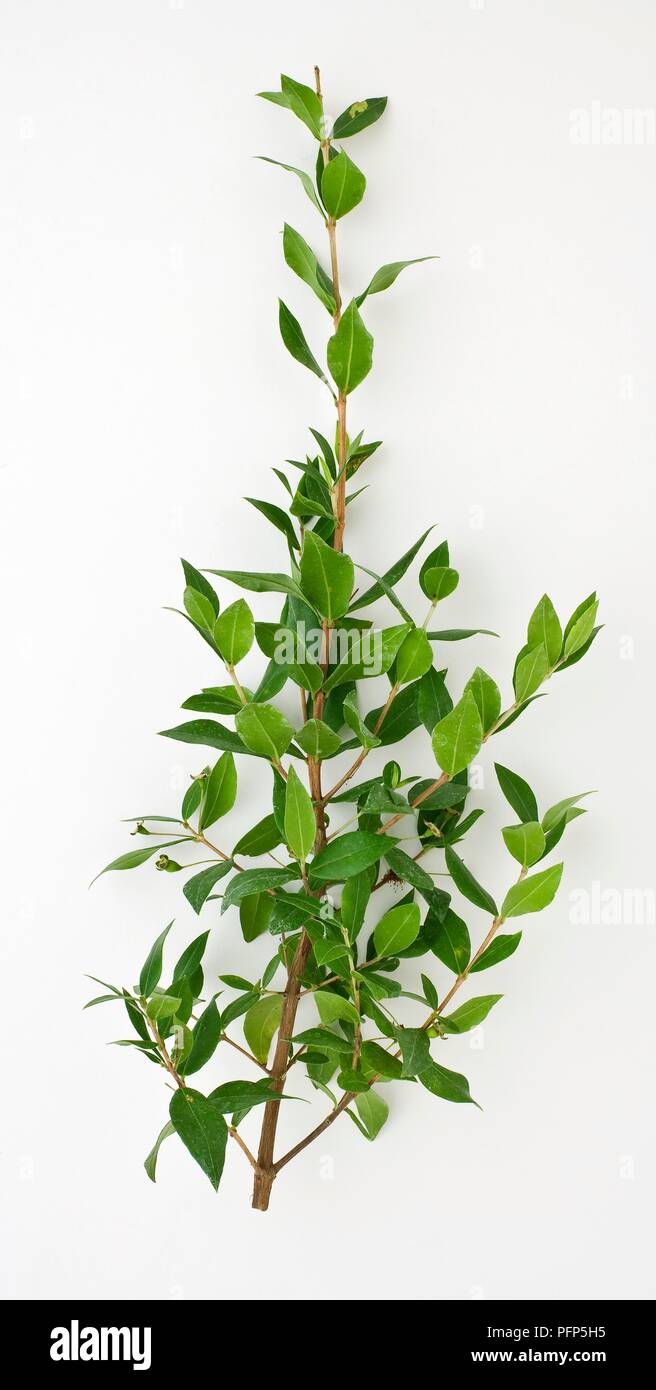 Myrtus communis (Myrtle) branch with leaves Stock Photo - Alamy