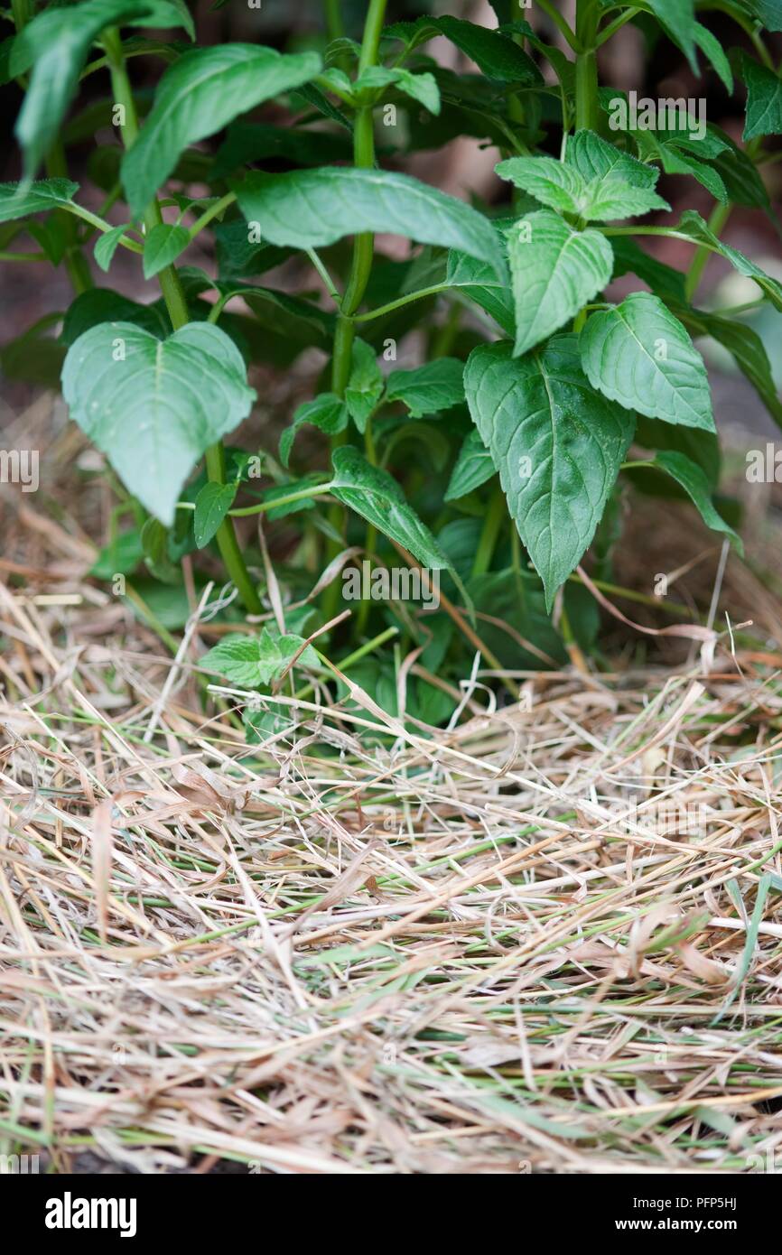 Hay used as mulch around strawberry plant Stock Photo Alamy
