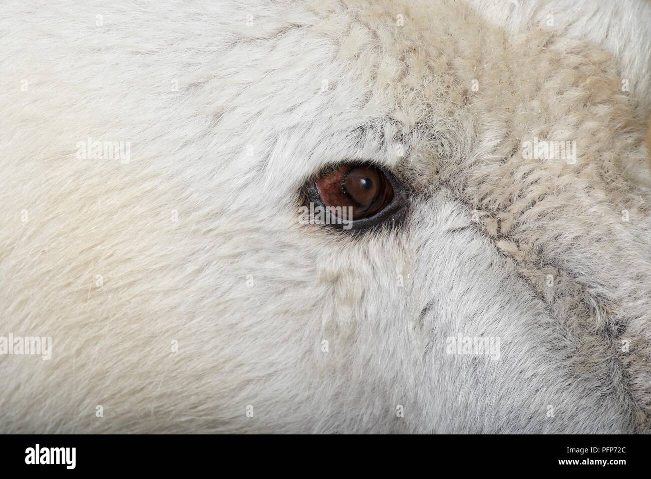 Polar Bear Ursus Maritimus Close Up On Eye Stock Photo