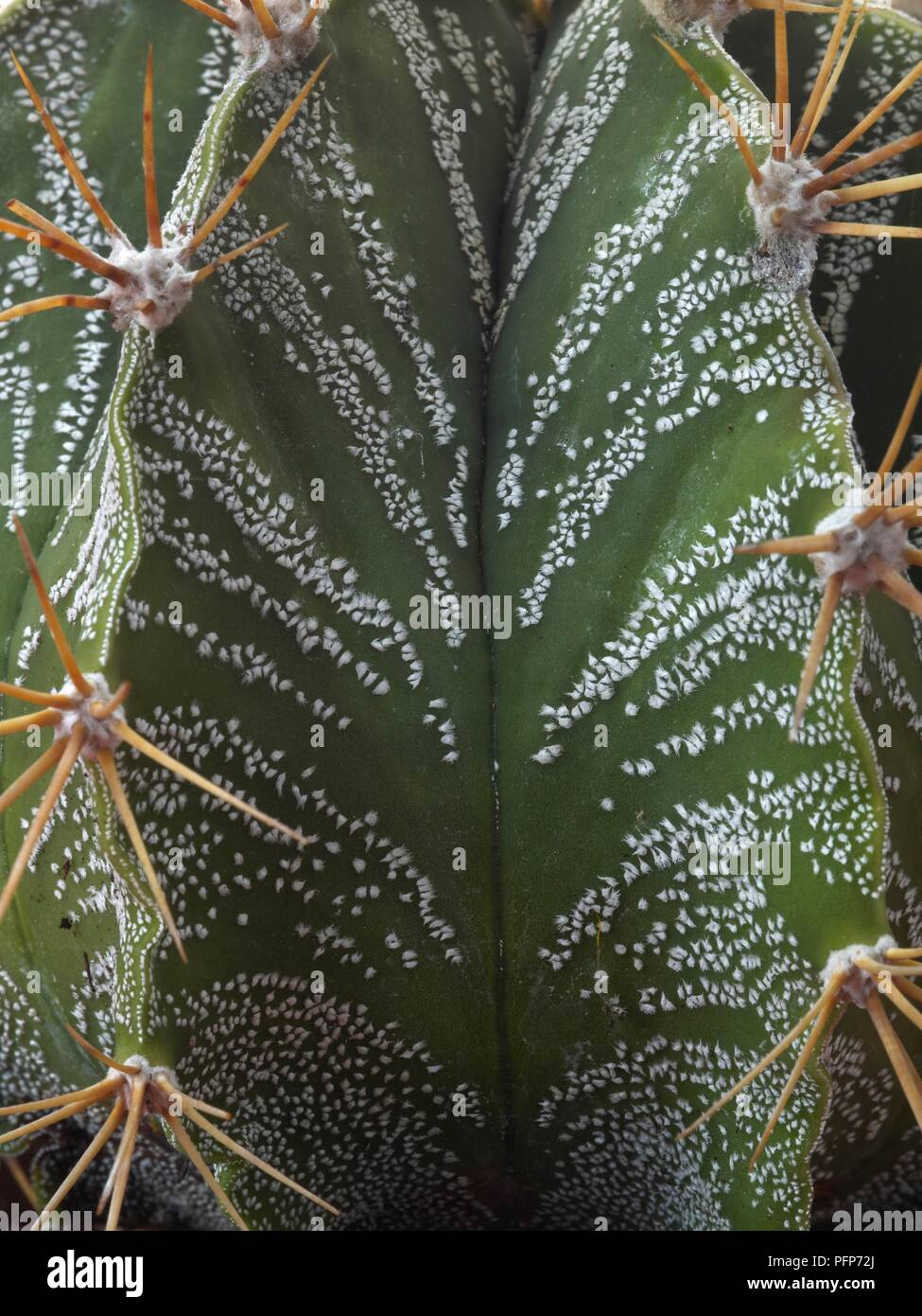 succulant wall art Succulent Art Print (4) on 11x14 Paper, Wall Art, Home Decor, Botanica   Shelby Kregel Art and Design