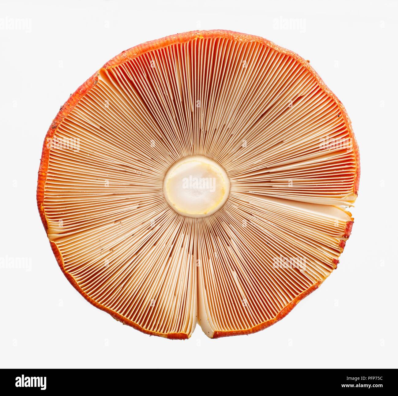 Amanita muscaria (Fly agaric), cap seen from below Stock Photo