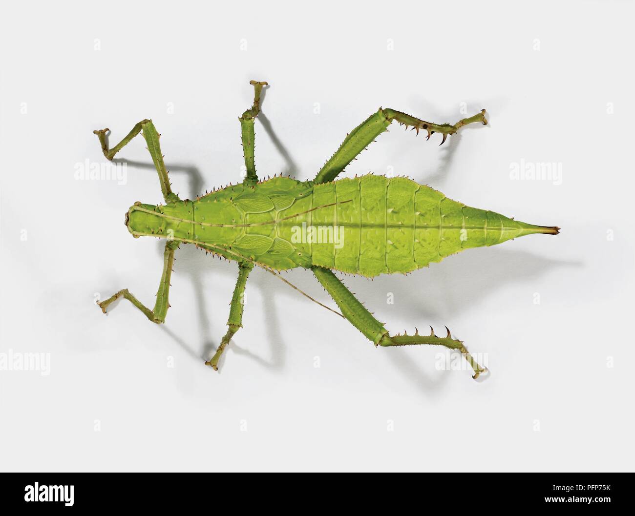 Jungle nymph (Heteropteryx dilatata), a type of stick insect, overhead