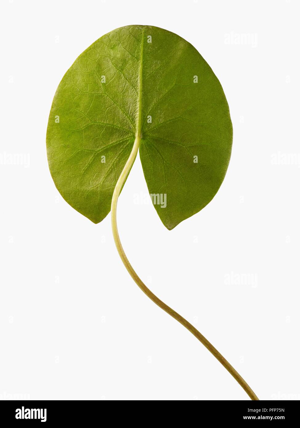 Nymphaea alba (White water lily) leaf, underside Stock Photo