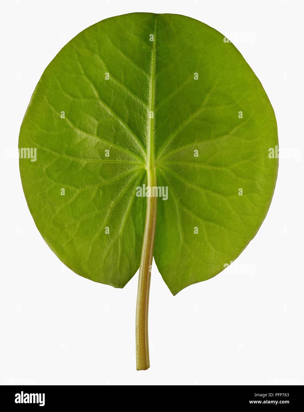 Nymphaea alba (White water lily) leaf, underside Stock Photo Alamy