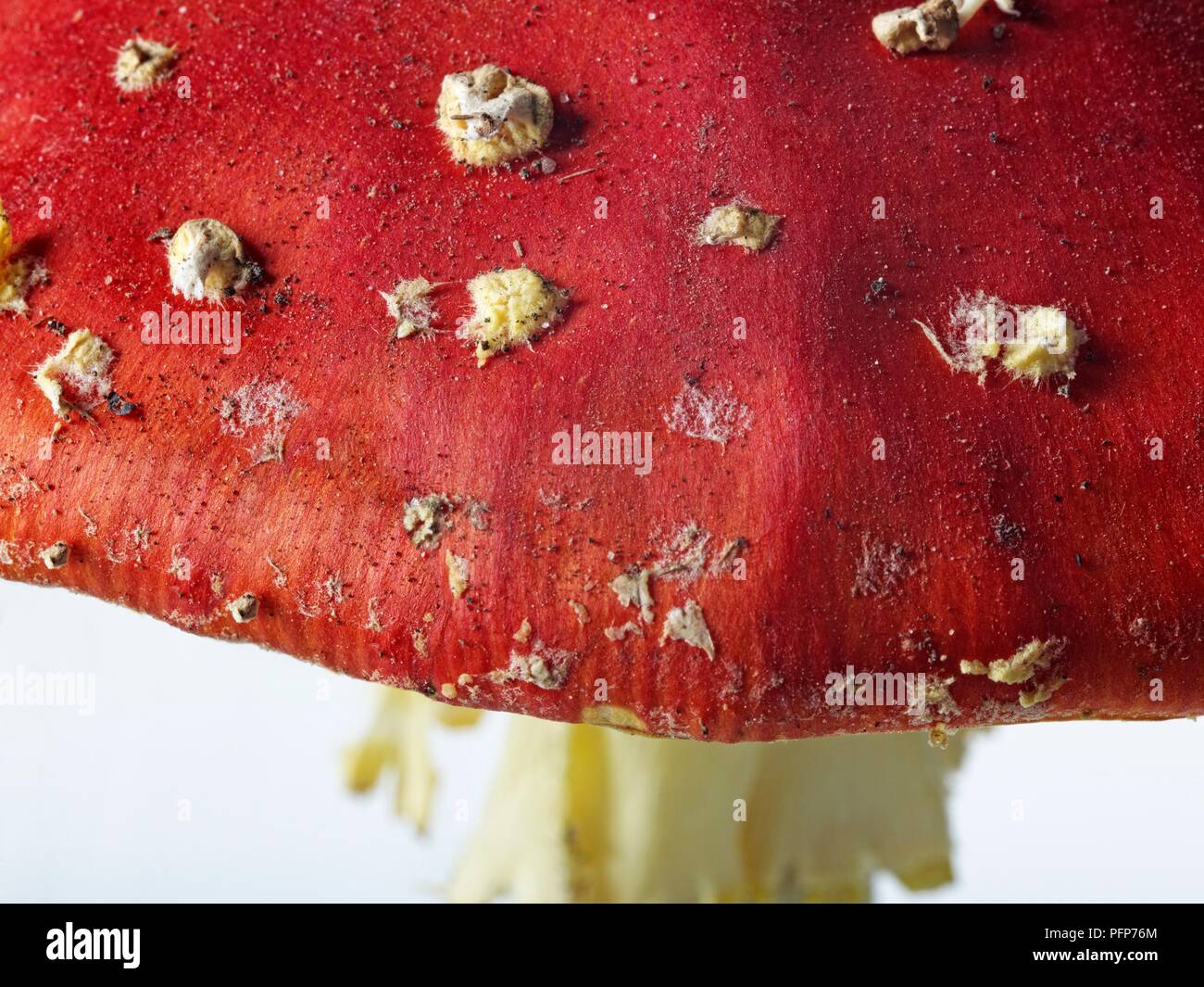 Amanita muscaria (Fly agaric), close-up on cap Stock Photo