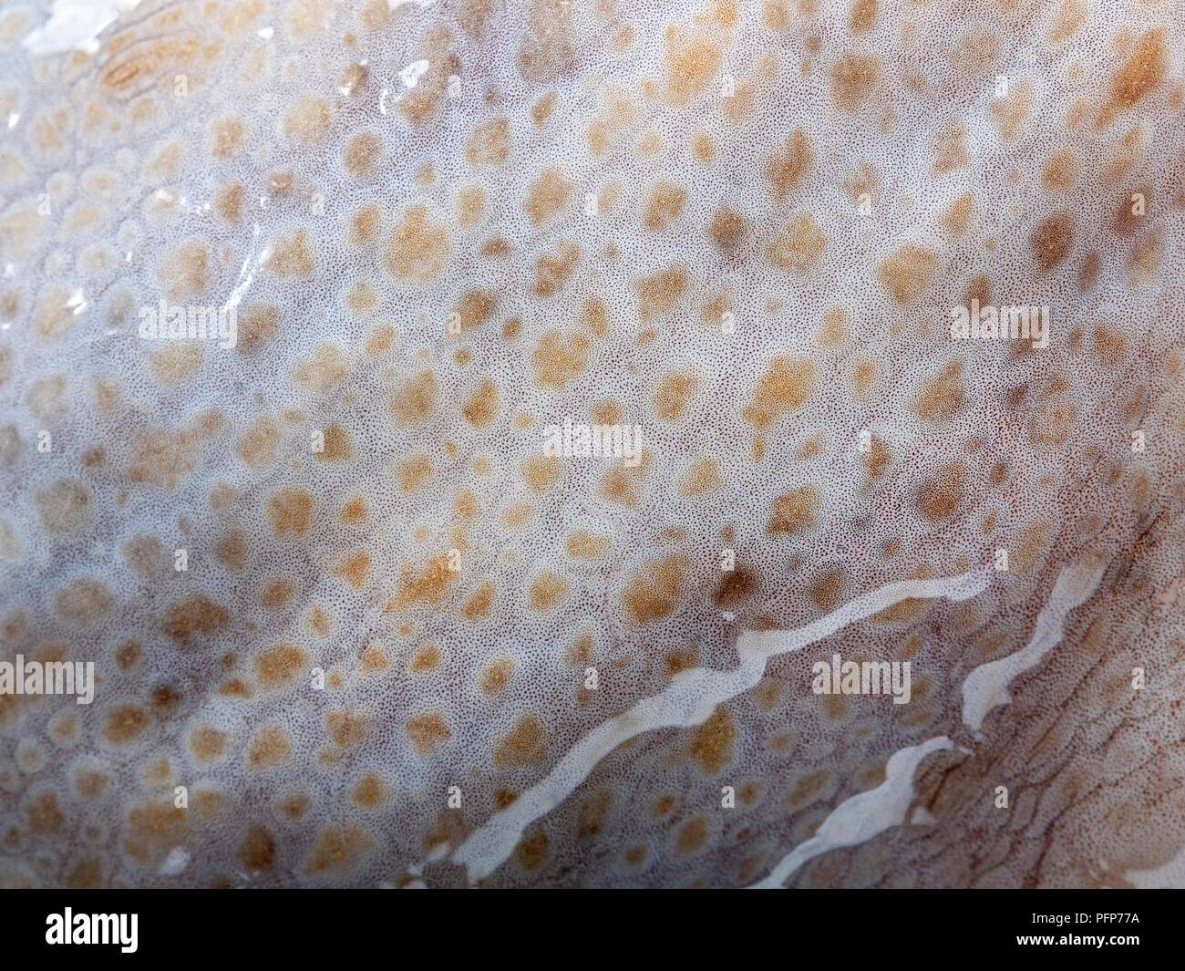 Octopus Rash Common octopus (Octopus vulgaris), close-up on skin Stock Photo - Alamy