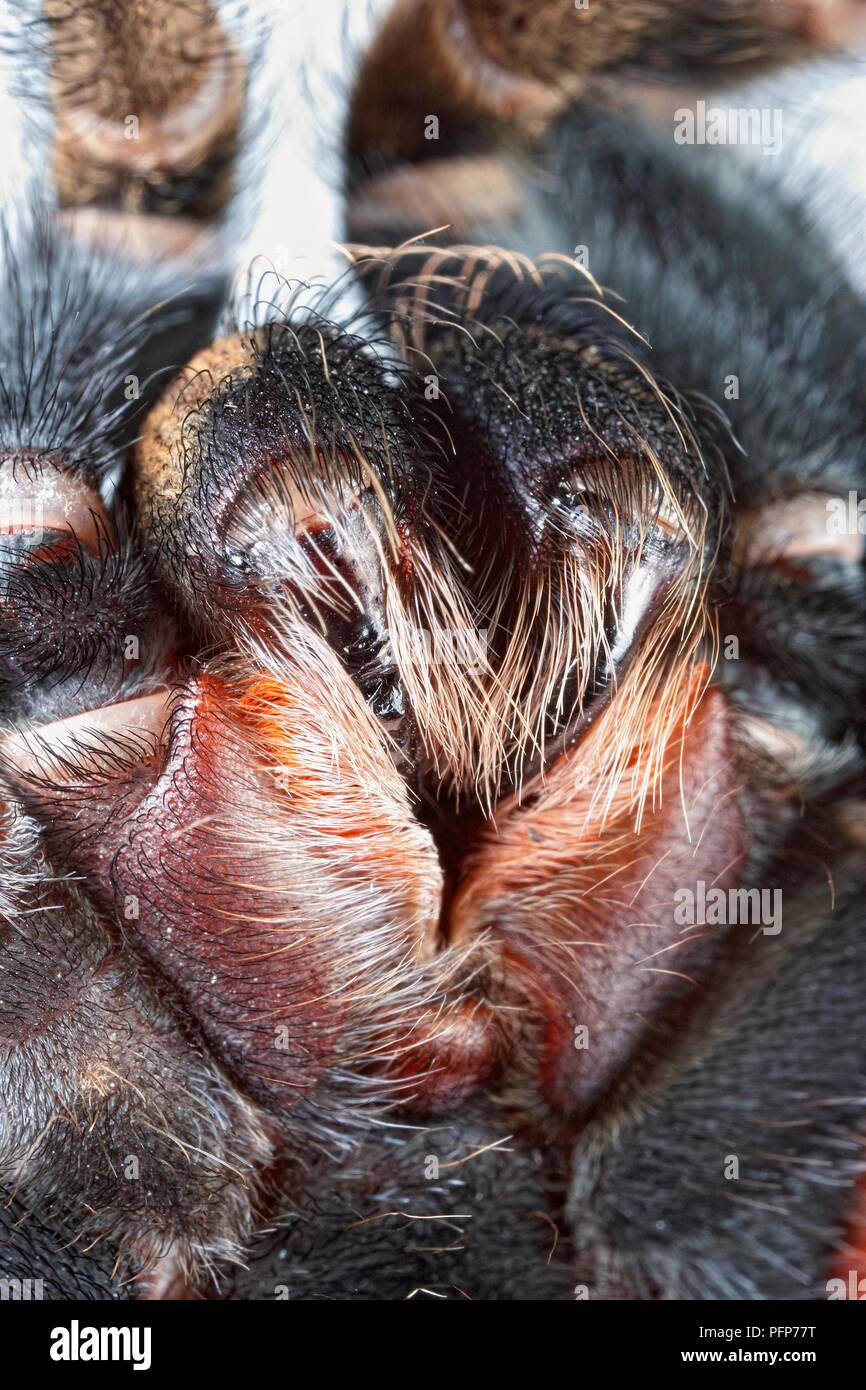 Mexican red-kneed tarantula (Brachypelma smithi), close-up on venomous  fangs Stock Photo - Alamy