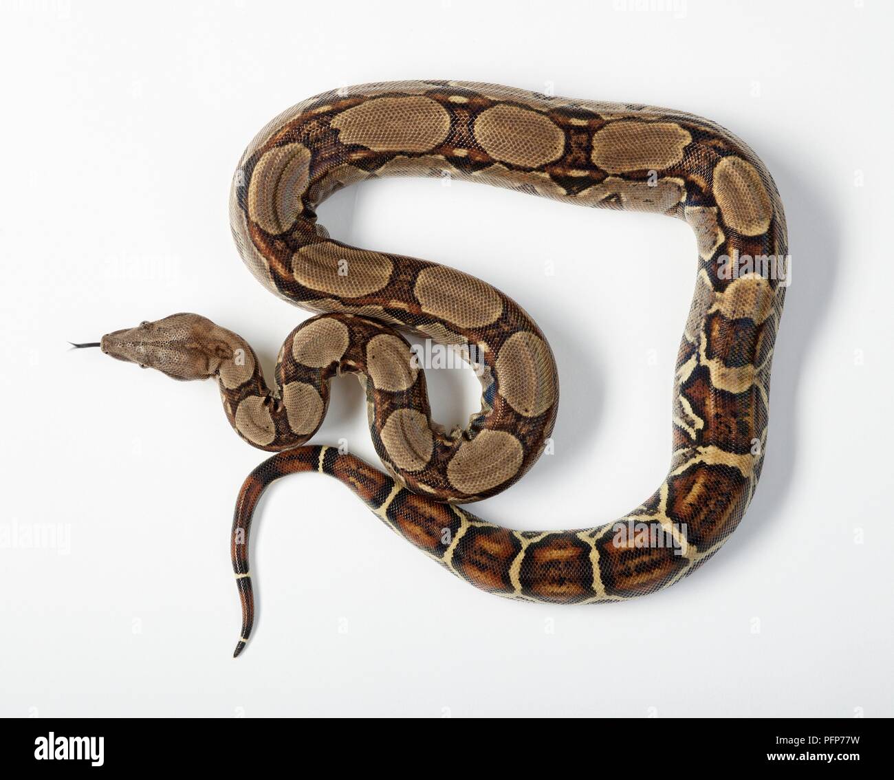 Common Boa (Boa constrictor imperator) snake showing natural pattern on skin, sticking tongue out Stock Photo