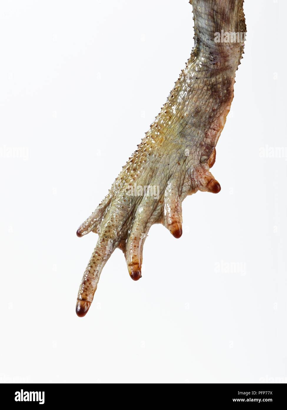 Cane Toad (Bufo marinus) showing fleshy webbing at base of toes Stock