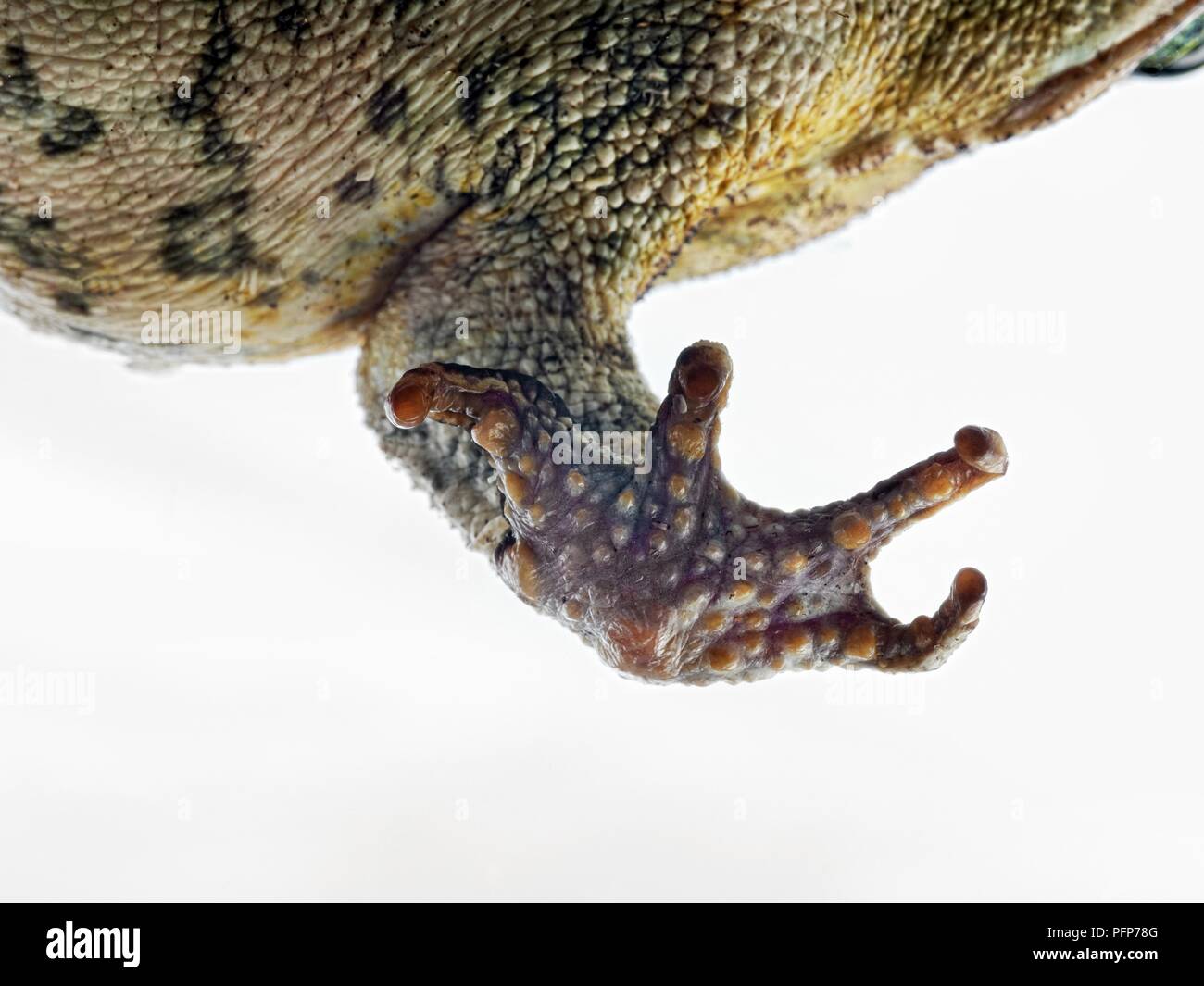 Cane Toad (Bufo marinus) closeup of foot and toes Stock Photo Alamy