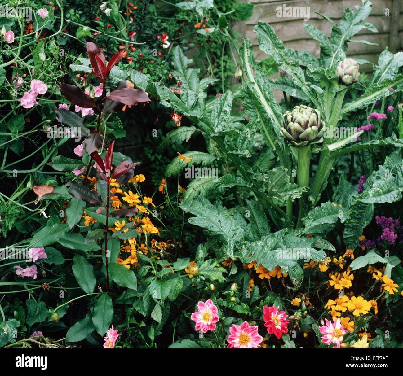 Ornamental artichokes hires stock photography and images Alamy