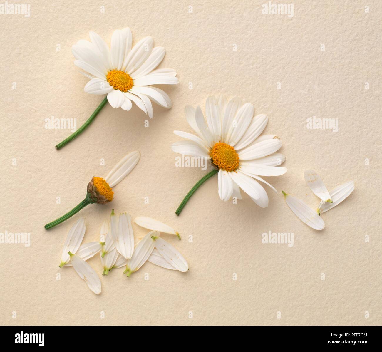 Daisy flower heads with some petals torn off Stock Photo Alamy