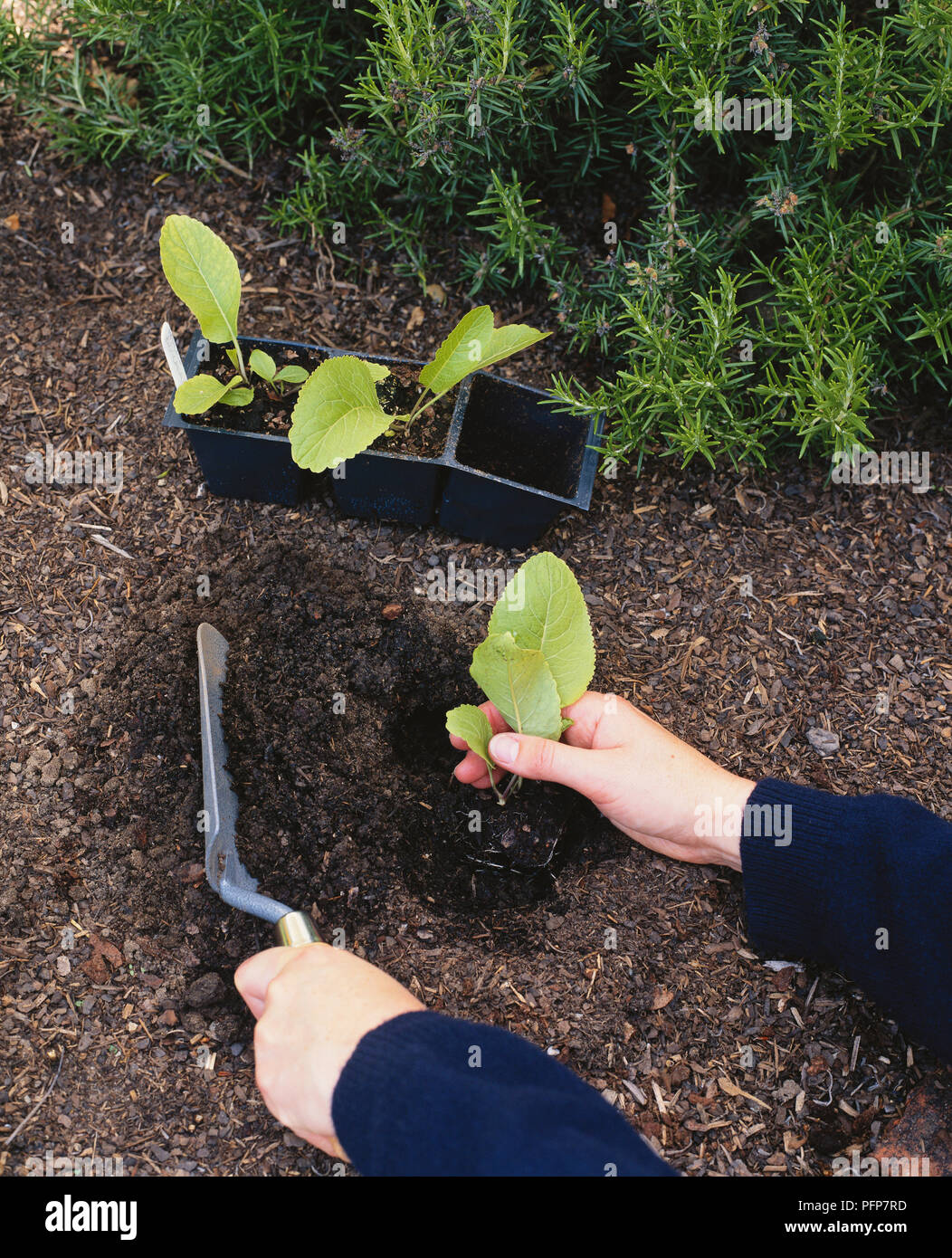 Using trowel to plant Armoracia rusticana, syn. Cochlearia armoracia