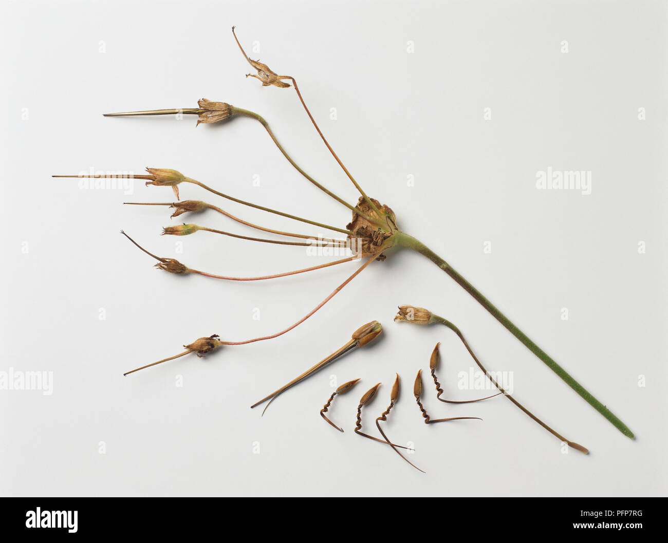 Erodium manescavii (Heron's Bill) seeds on stem and seedheads Stock Photo