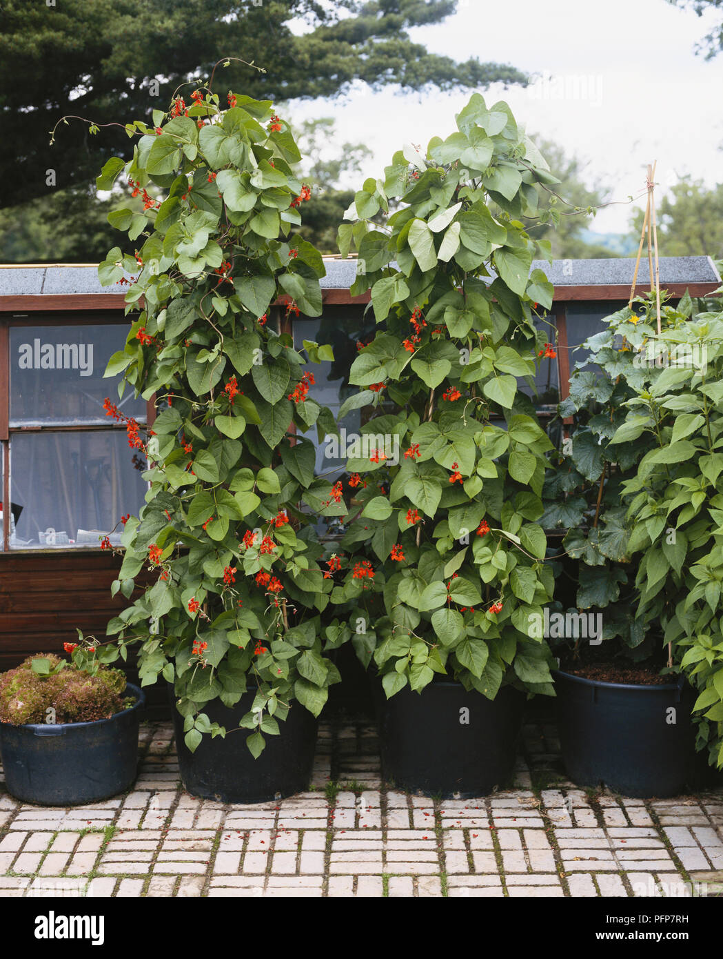 Phaseolus coccineus (Runner Bean) plants growing in large plant pots on