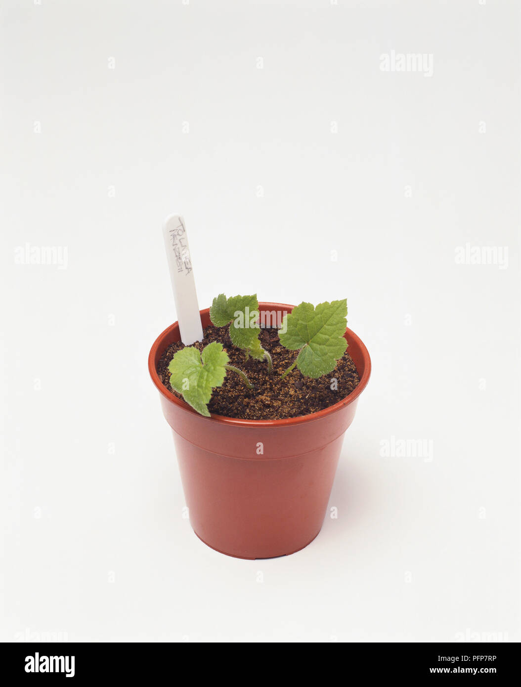 Tolmiea menziesii seedlings in plastic plant pot with compost and label Stock Photo