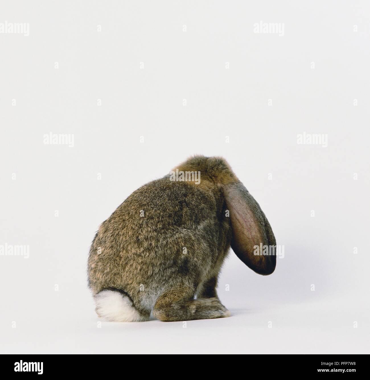 Rabbit showing large ear and white tail, rear view Stock Photo
