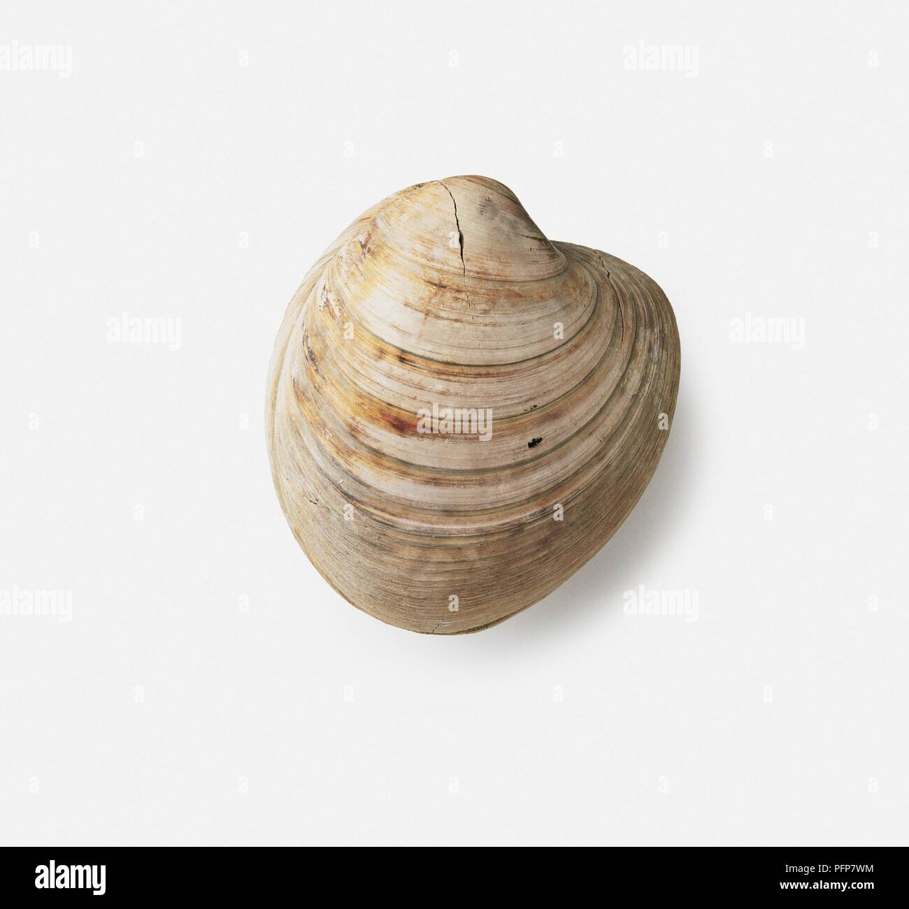Arctica umbonaria (Iceland cockle) shell, Pliocene era Stock Photo