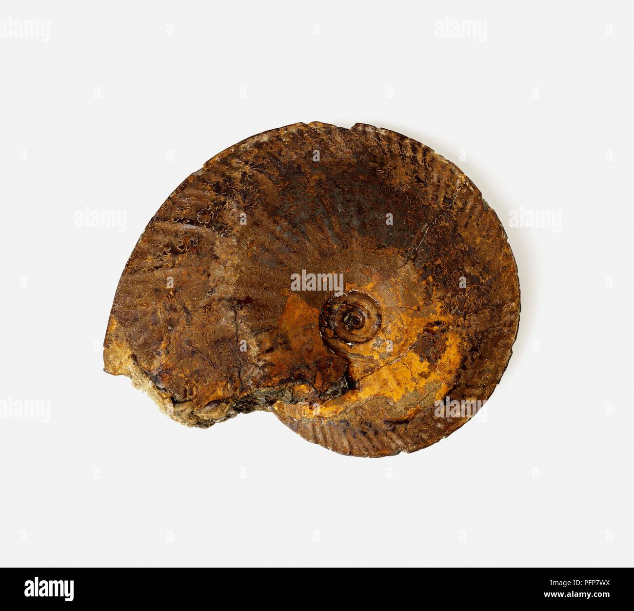 Oxyoticeras oxynotum (Ammonite) fossil, Jurassic era Stock Photo
