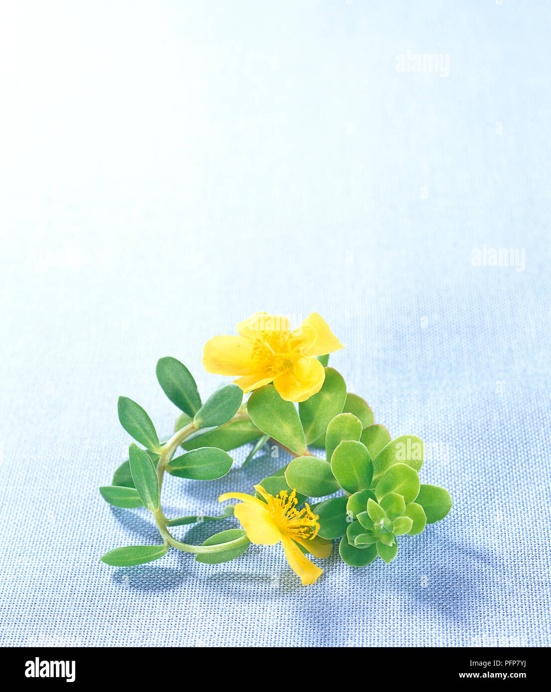 Portulaca oleracea (Common Purslane), succulent with yellow flowers and green leaves Stock Photo