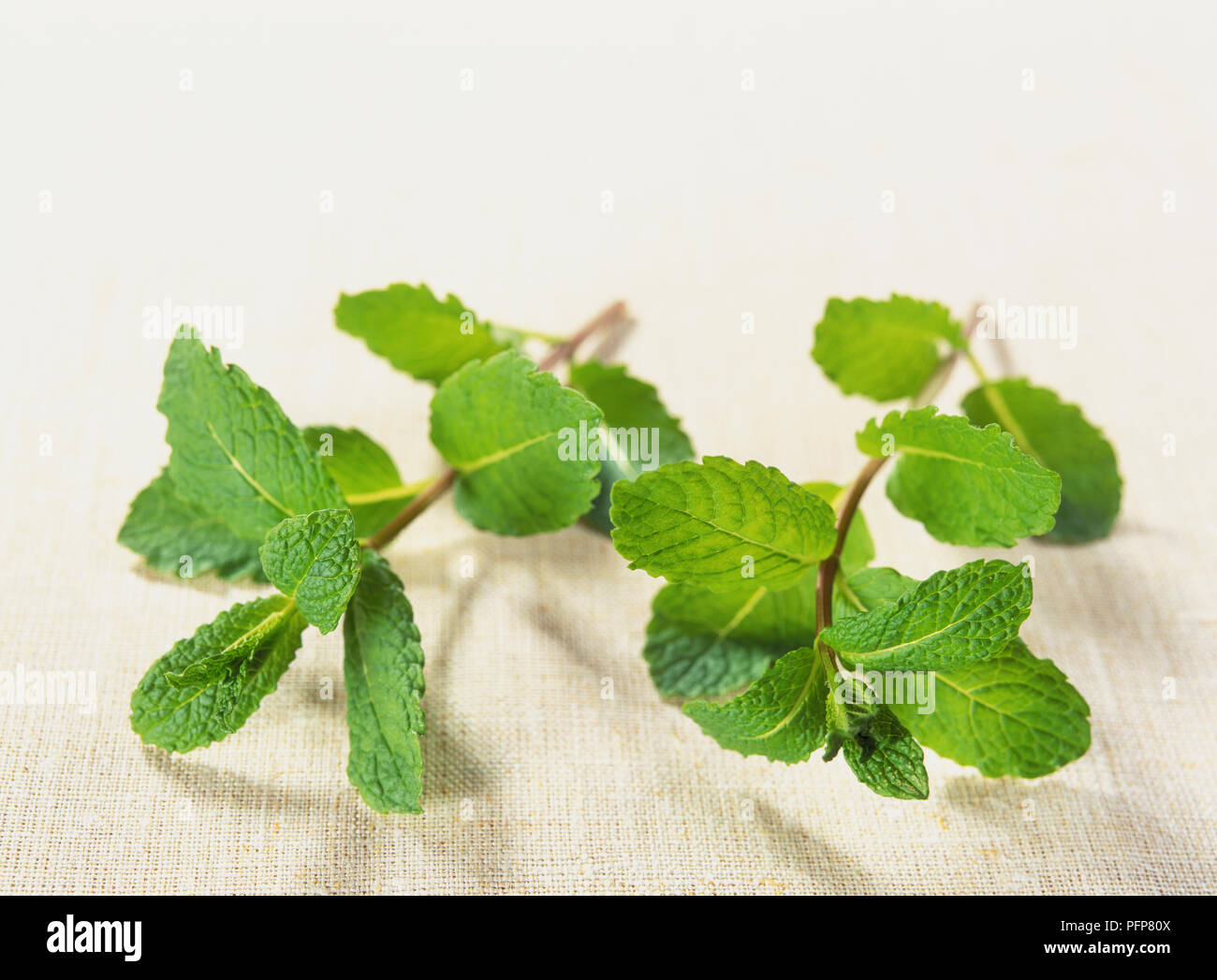 Mentha species 'Moroccan', Moroccan Mint, fresh, bright green, leaf sprigs. Stock Photo