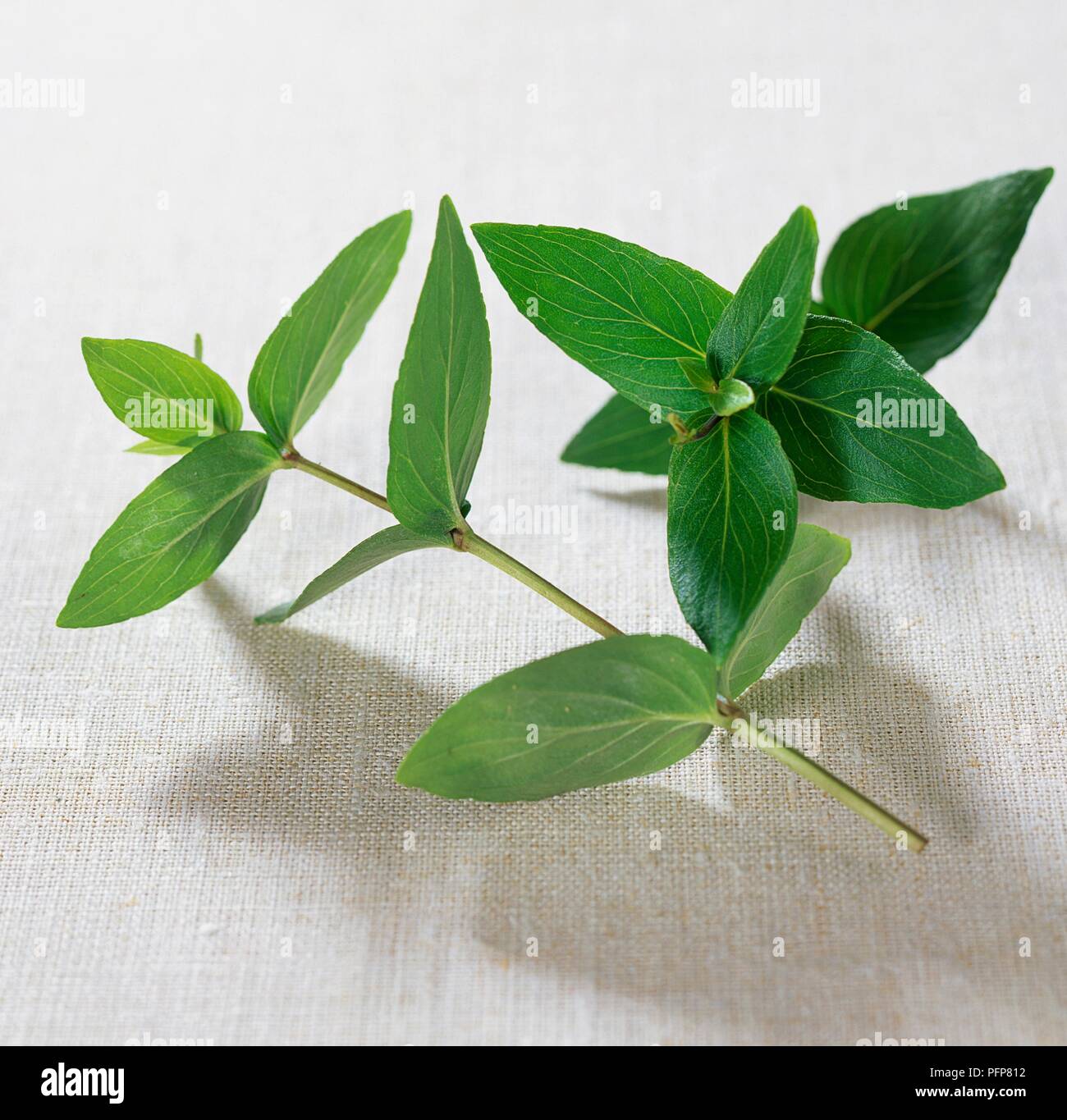 Mountain mint (Pycnanthemum pilosa), fresh sprigs of green, pinnate leaves Stock Photo