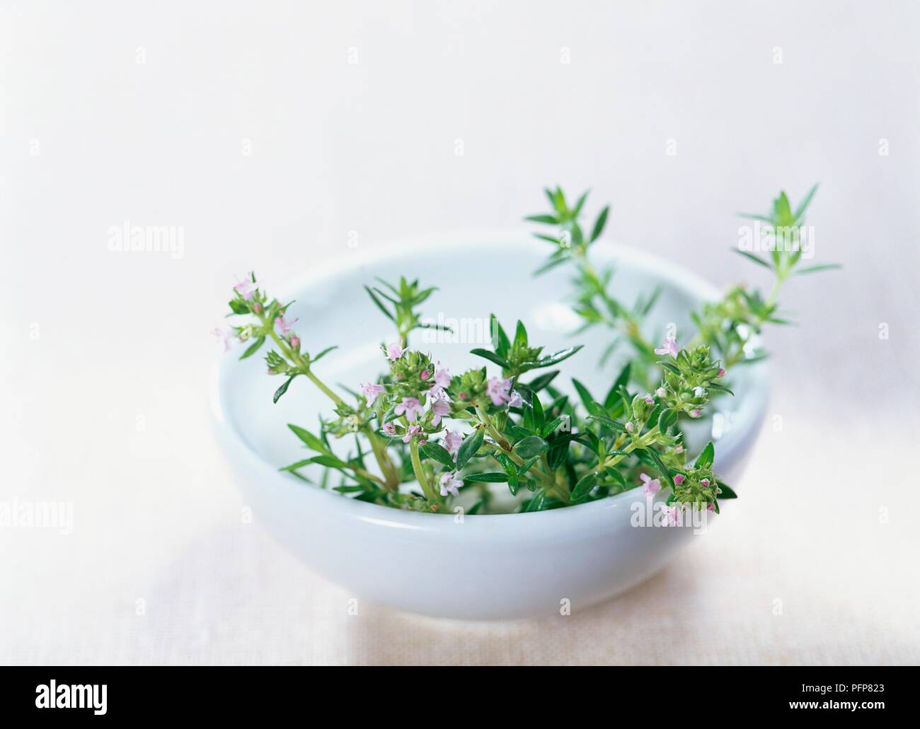 Thymus x citriodorus 'Lemon Mist' (Lemon-scented thyme), fresh sprigs of leaves with tiny purple flowers, in a ceramic bowl Stock Photo