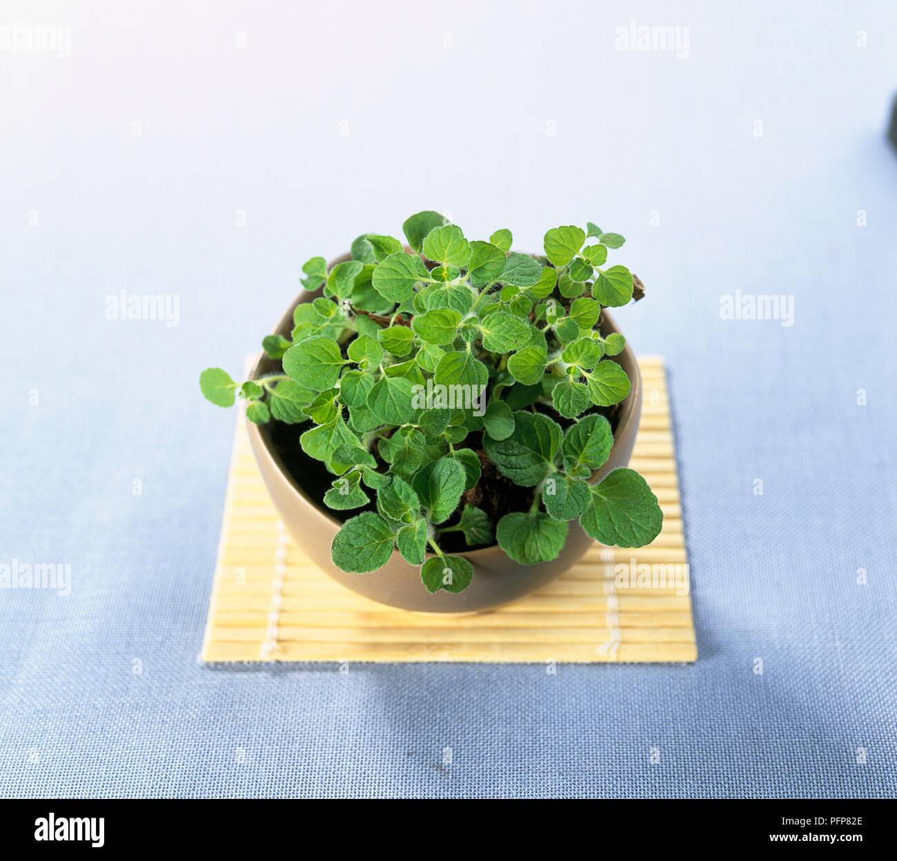 Micromeria sp. (Emperor's mint), herb with small, rounded, green leaves, in a pot Stock Photo