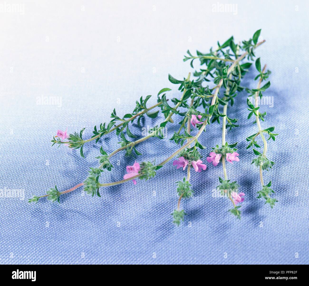 Satureja thymbra (Thryba), fresh sprigs of small green leaves and pink flowers Stock Photo